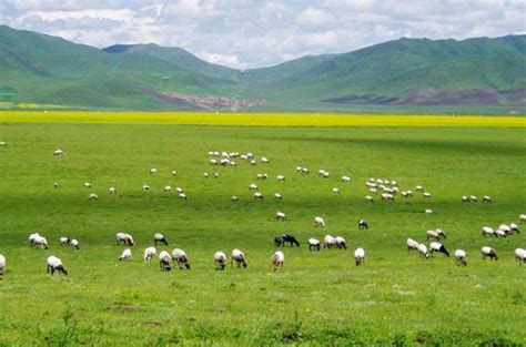 “天苍苍，野茫茫，风吹草低见牛羊”描绘的是哪个地方的景色?