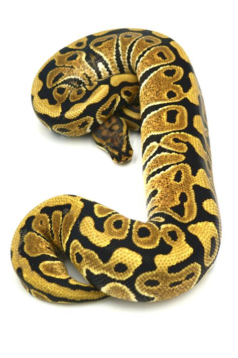 Image result for Spotnose Ball Python