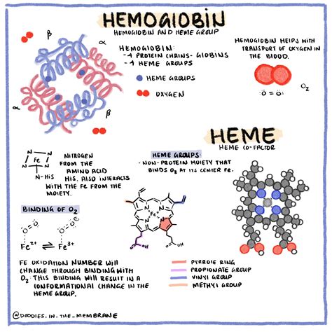 Each Hemoglobin Molecule Can Transport Two Molecules of Oxygen