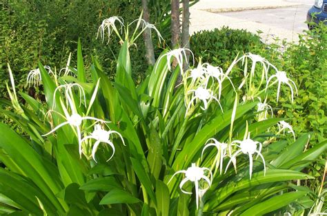 The Majestic Beauty of Large Lily Plants - Lilly Geek