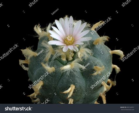Cactus Lophophora Williamsii Flower Isolated On Stock Photo (Edit Now ...