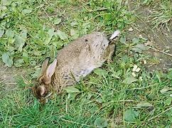 Image result for Dead Rabbit Funny