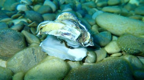 A Guide to the Different Types of Oysters in the Ocean - American Oceans
