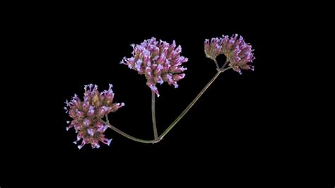 Verbena bonariensis - 3D model by Cal Poly Humboldt Library [fcc87b0 ...