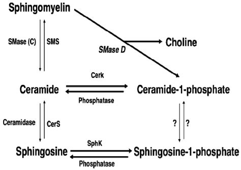 Sphingomyelinase D/Ceramide 1-Phosphate in Cell Survival and Inflammation