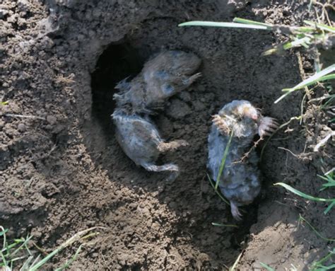 Humane Mole Poison 的图像结果