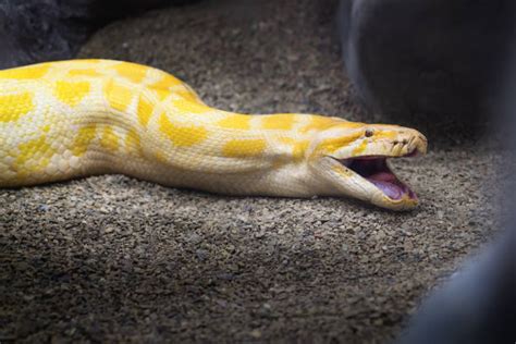 Python Mouth Open Deer 的图像结果