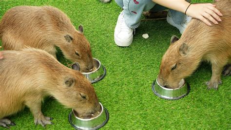 CAPPINESS CAPYBARA CAFE Guide (2026) All You Need to Know BEFORE You Go ...