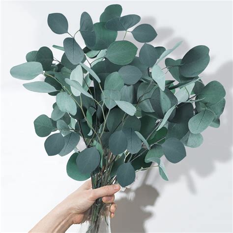 Eucalyptus: Đặc Điểm, Lợi Ích Sức Khỏe và Ứng Dụng Thực Tiễn