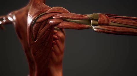 Image result for BioFlix Animation Muscle Structure