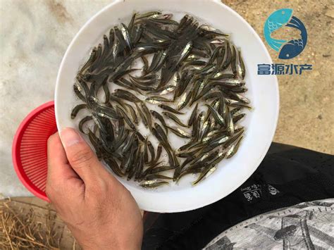 重庆淡水养殖对虾取得成功！预计今年产量13000公斤左右，产值60多万元！_万州