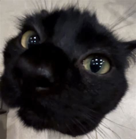 Black Cat Pfp