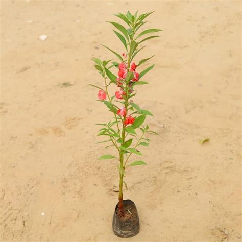 LifeShowMe Delhi Nursery Plants Impatiens Balsamina (any colour) in 4 ...