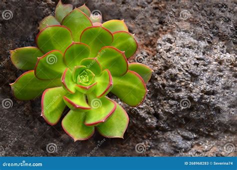 Aeonium Haworthii or Aeonium Kiwi an Endemic Succulent Growing on Tenerife, Canary Islands,Spain ...