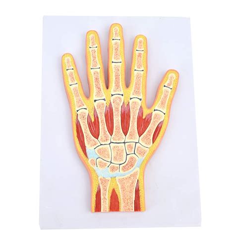 Kezaizhe Anatomy Education Model Human Anatomy Science Models Hand ...
