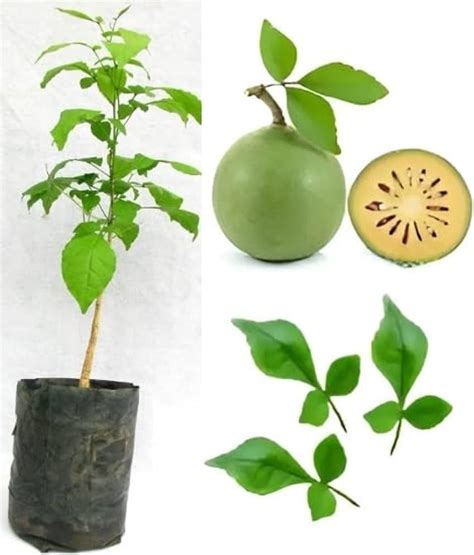 Thai Bel Patra Grafted Live Plant & Tree Fruit within 1 year (Pack of 1 ...