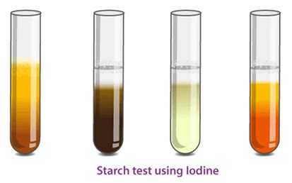 Image result for Class 6 Science Components of Food