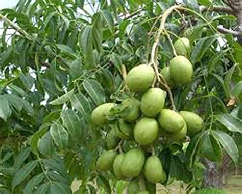 Rain Forest Tropical Rare Exotic Spondias Mangifera Indian Hog Plum ...