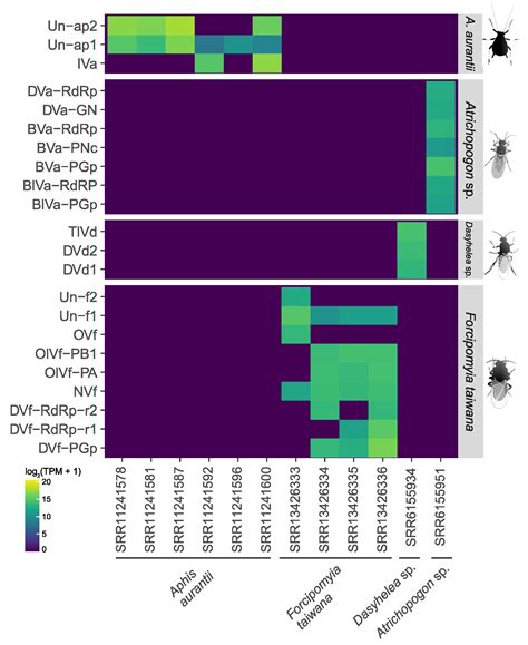 Mining Public Data to Investigate the Virome of Neglected Pollinators ...