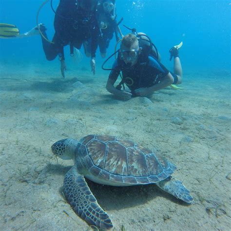 OCEAN VIEW DIVING (2025) All You Need to Know BEFORE You Go (with ...