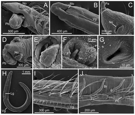 On the Systematics and Biodiversity of the Opheliidae and Scalibregmatidae