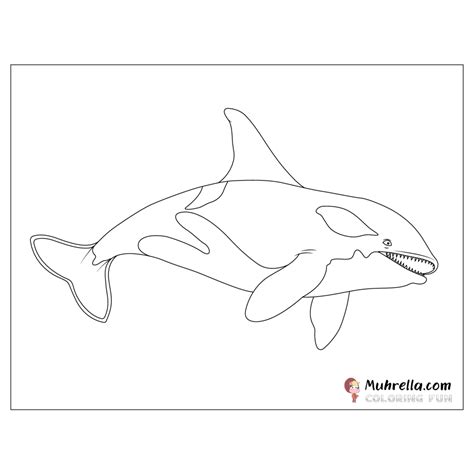 Orca Coloring Orque Whale Coloriage Pages Killer Printable Colouring ...
