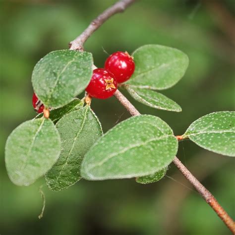 Top 20 Most Common Plants in Canada, Yukon - PictureThis