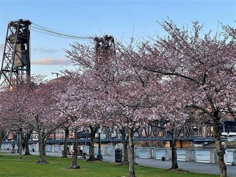Countdown to the Portland Waterfront cherry blossoms