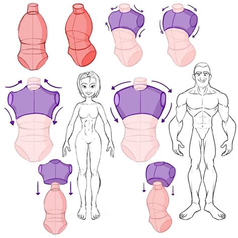 art reference anatomy