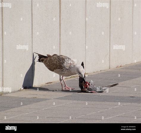 seagull is eating a dead dove. Seagull is a predator Stock Photo - Alamy