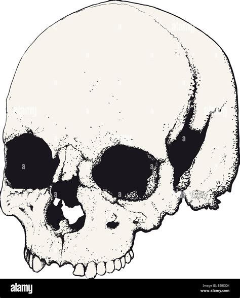 skull in profile Stock Photo - Alamy