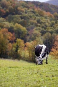 Do Male Cows Have Udders? 6 Interesting Facts About Cows - A-Z Animals