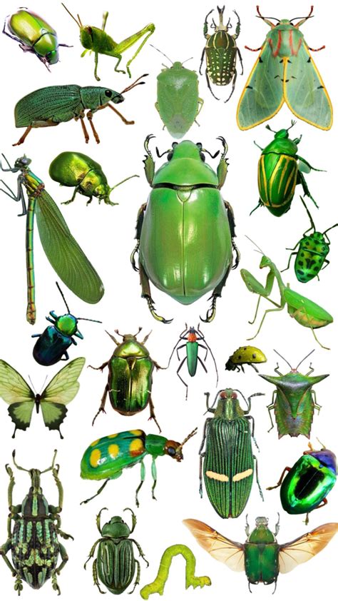 Womens Leopard Frame Oversized Cat EyeGlasses - Champagne clear / +375 ...