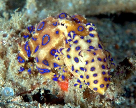 Image result for Blue-Ringed Octopus Color