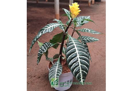 Best Nursery In Kadiyam -Sri Satyanarayana Nursery