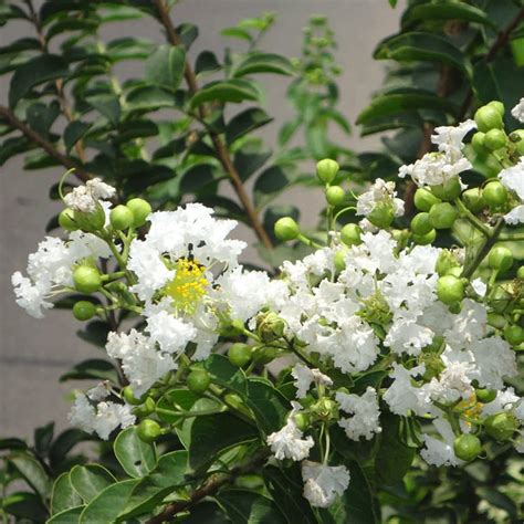 Lagerstroemia – Terra Organics