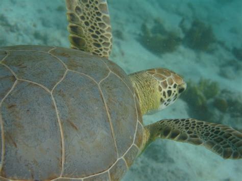 Caneel Bay Kayak, Hike & Snorkel Adventure - Virgin Islands Ecotours ...