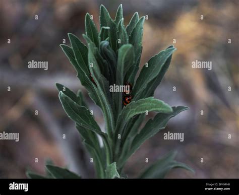 Selectively Focused Closeup of Asian Lady Beetles inside Leaves of Horse weed plant Stock Photo ...
