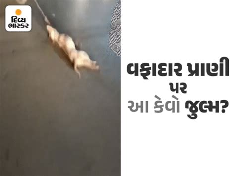 Public cruelty to pets in Bihar's Gaya, a reckless biker chases a dog ...