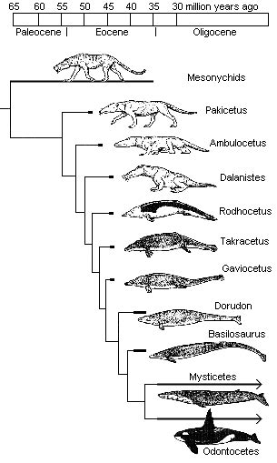 PopSciColl: The Evolution of Whales - Cladogram