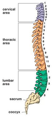 Spine Surgery: Spine Surgery