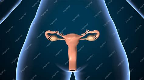 Image result for Female Reproductive System System