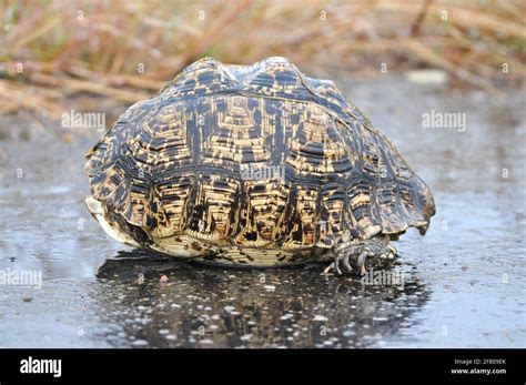 Image result for Tortoise Inside Shell