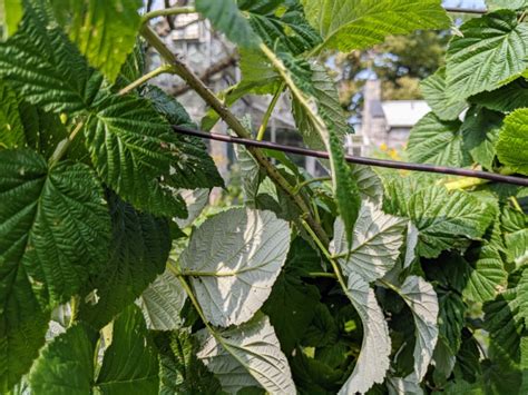 Image result for How to Support Raspberry Bushes