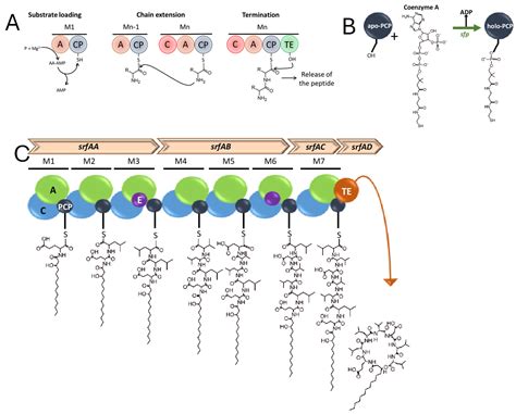 Bacterial Cyclic Lipopeptides as Triggers of Plant Immunity and ...