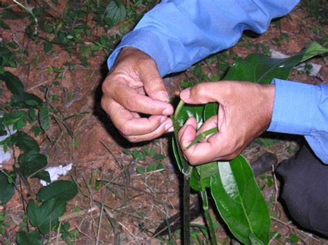 Root wilt resistant pepper variety - National Innovation Foundation-India