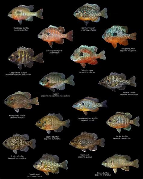 All the currently described sunfish species (and coppernose bluegill ...