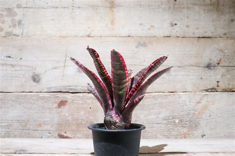 【送料無料】Neoregelia 'Lucifer'〔ネオレゲリア〕現品発送N0028 | plane plants