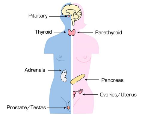 Endocrine System, Nervous System and Hormonal Reactions NEET Notes | EduRev