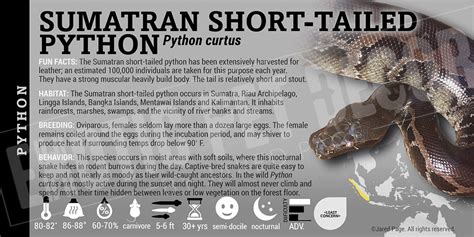 Short Tail Python Complex 的图像结果